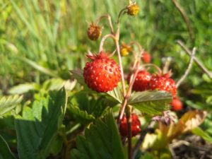 wild strawberry 2434043 1920